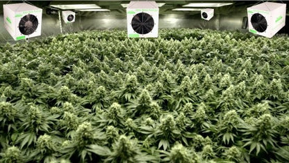 Pho-Tech Grow Room – Professional Odor Removal & Air Treatment System